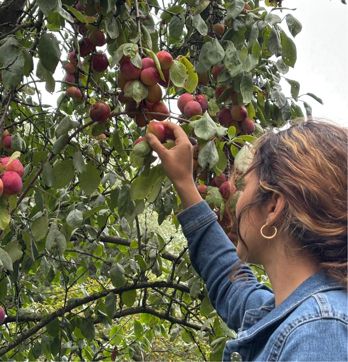 Garden Plum Jam
